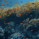 La Gran Barrera de Coral enfrenta riesgo por blanqueamiento